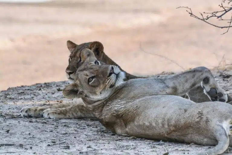 South Luangwa National Park06