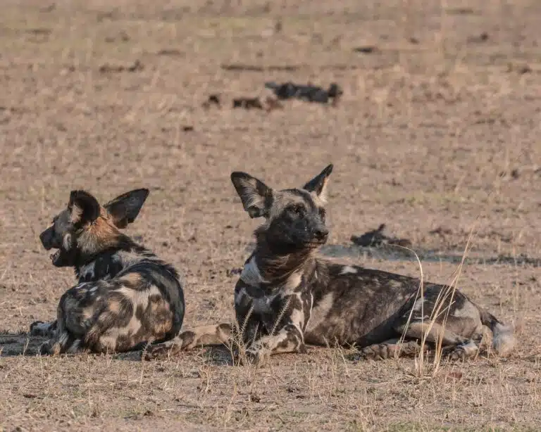 South Luangwa National Park07