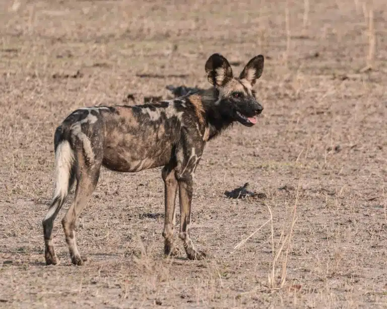 South Luangwa National Park08