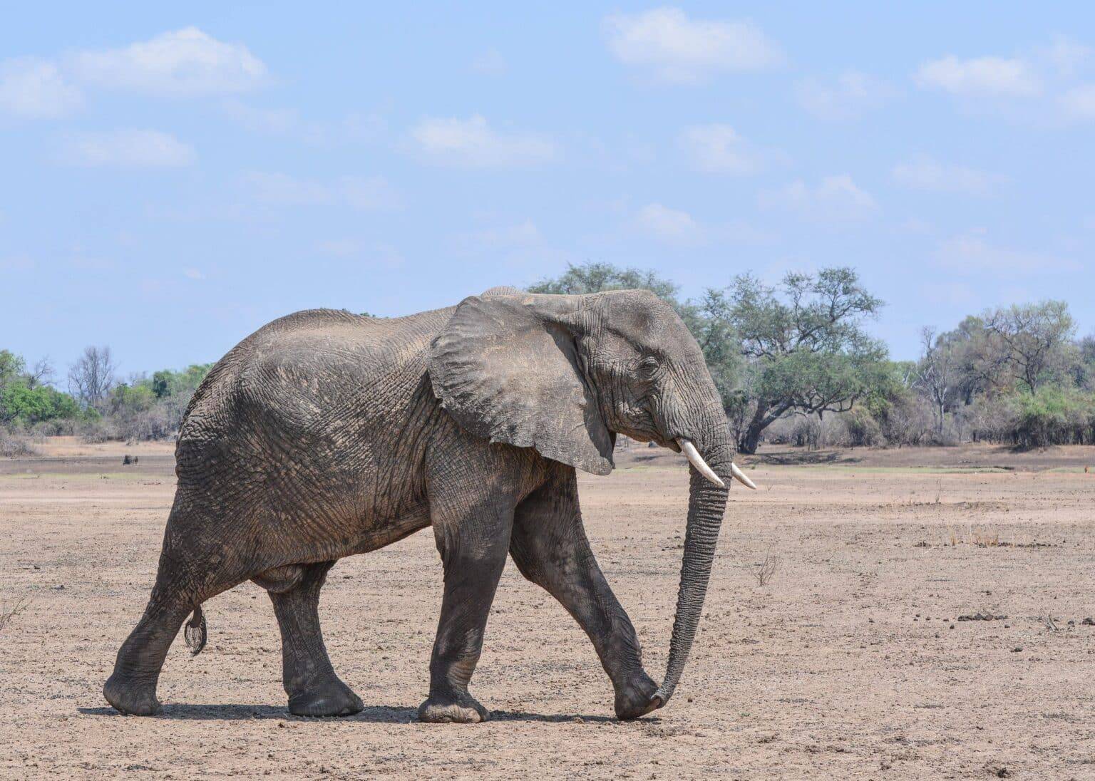 South Luangwa National Park1