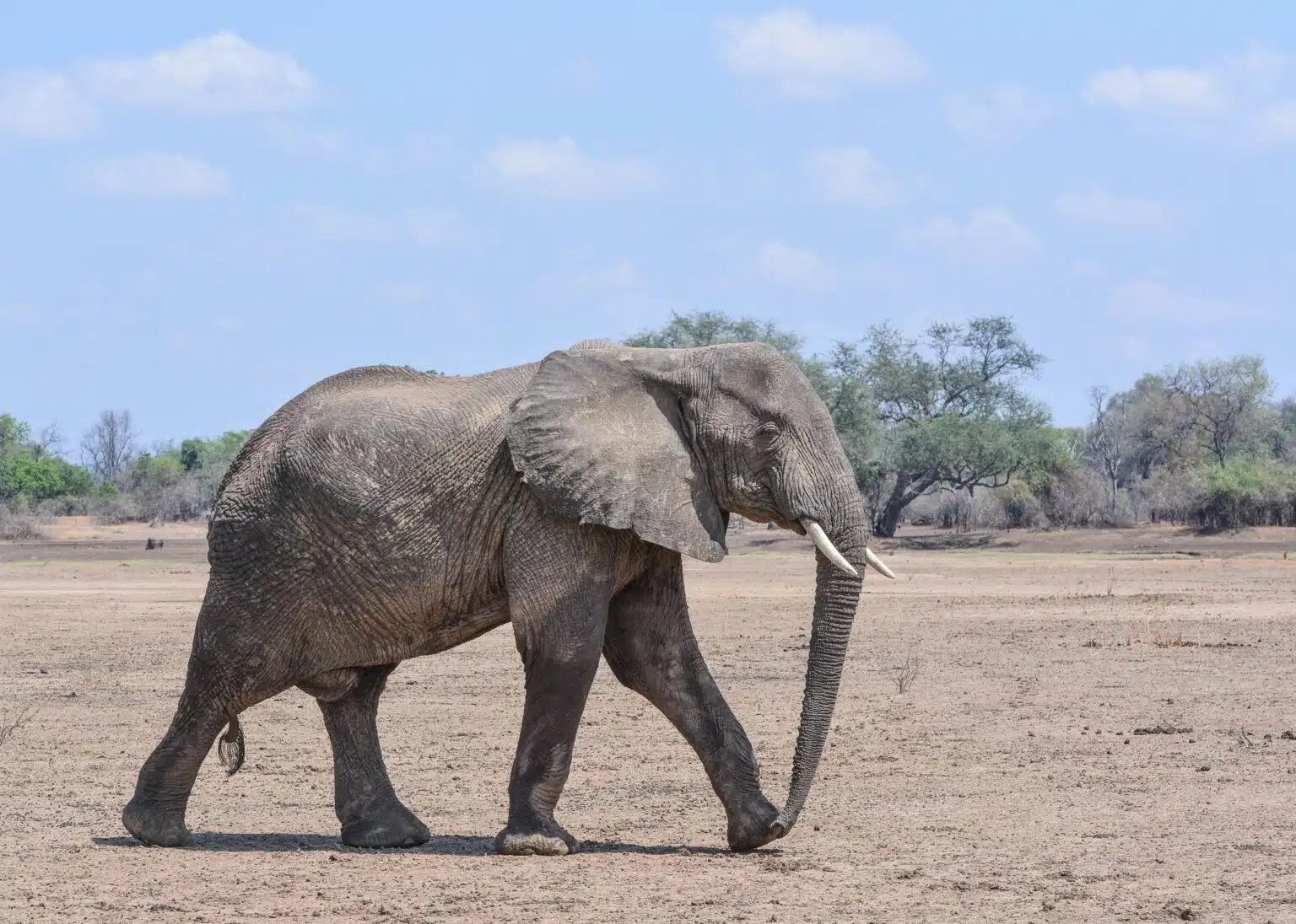 South Luangwa National Park1