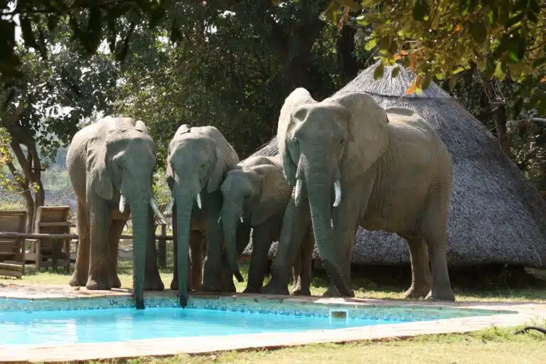 South Luangwa National Park15