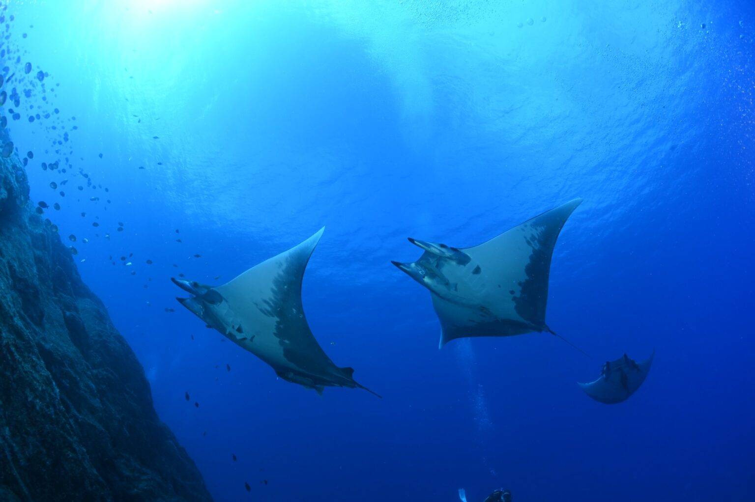 St Helena Scuba Diving Tours1