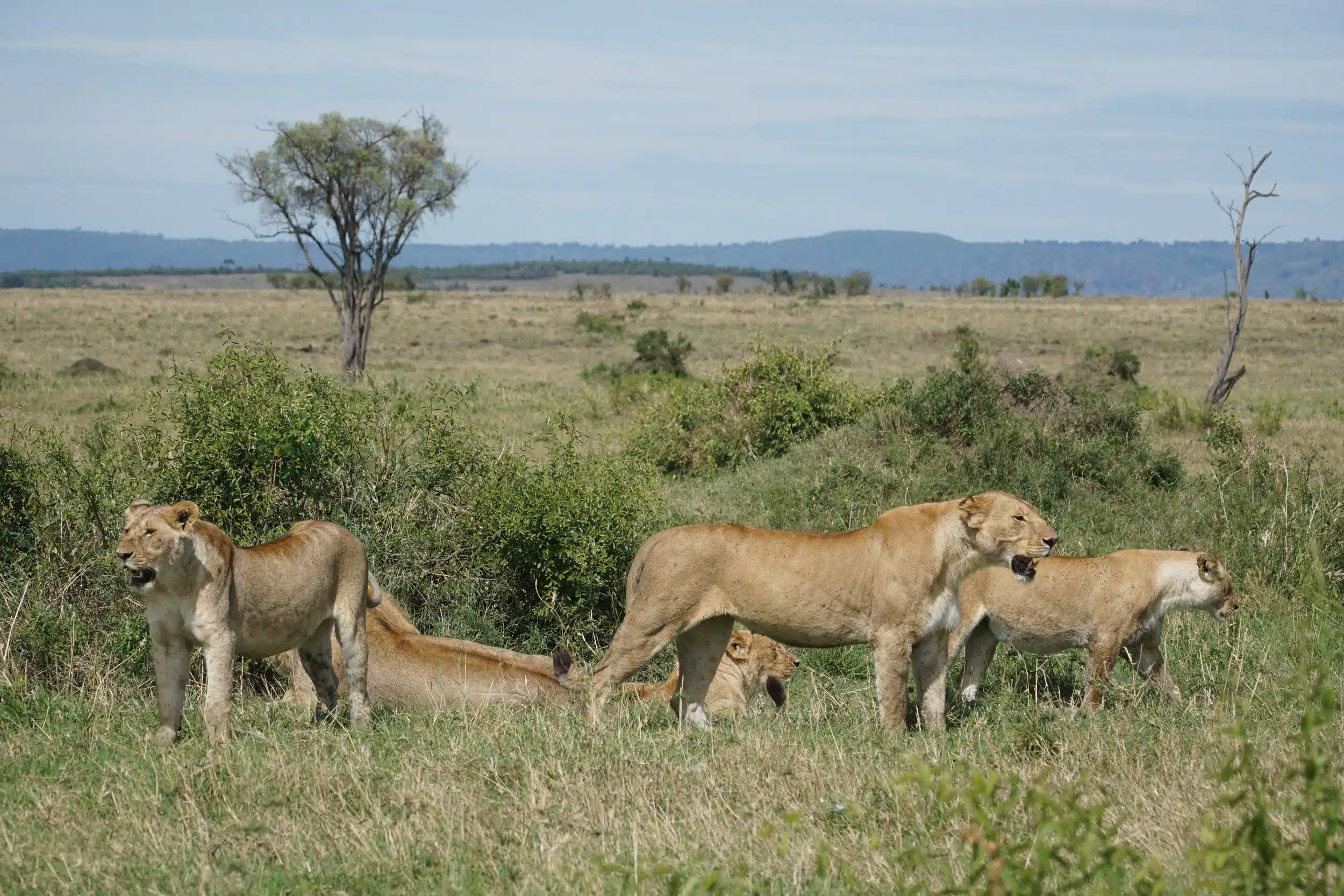 Tanzania