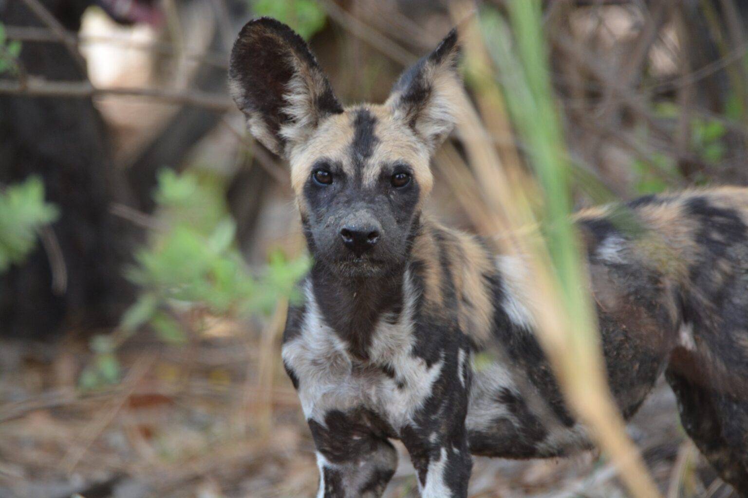 Tanzanias largest wildlife safari area1