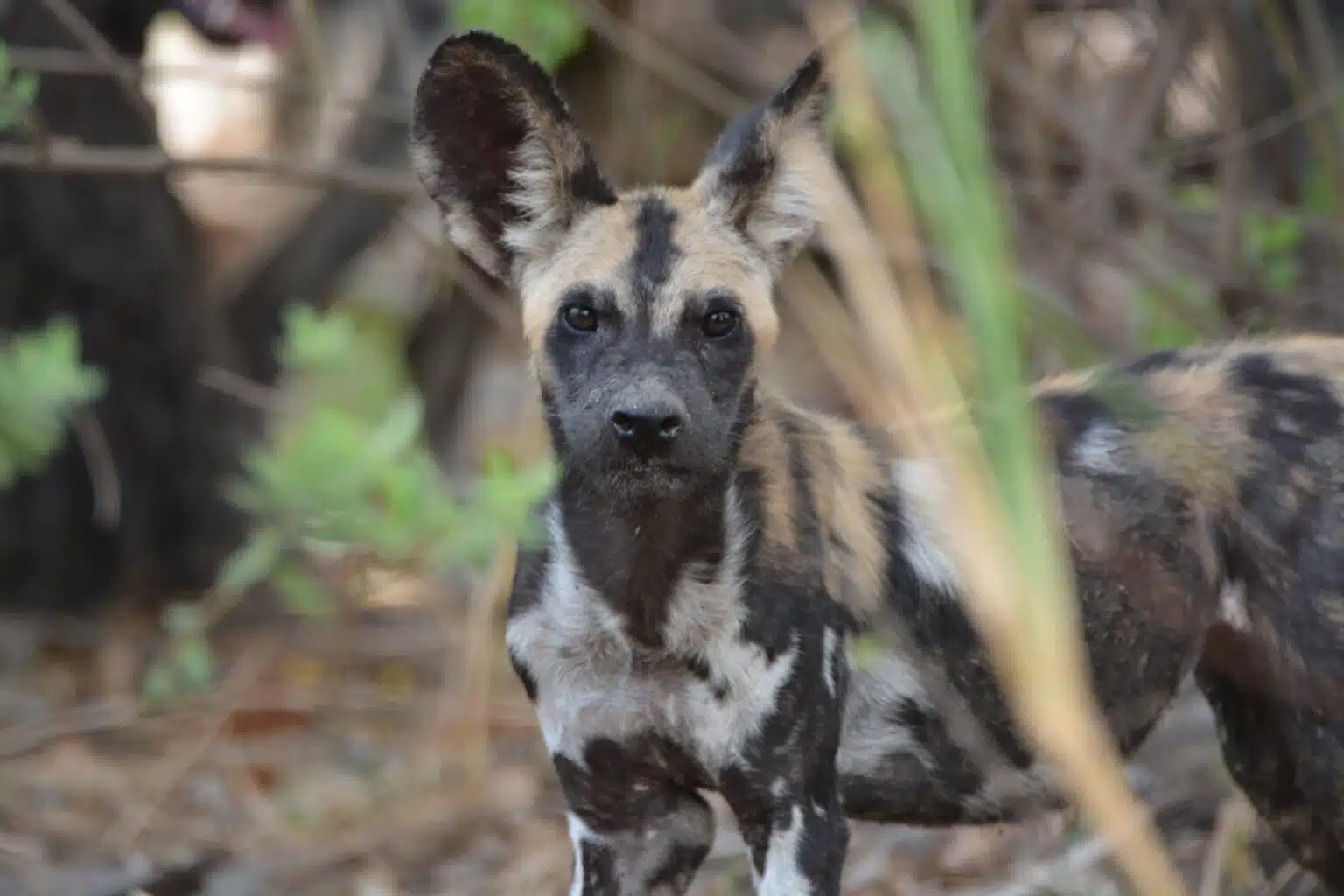 Tanzanias largest wildlife safari area1