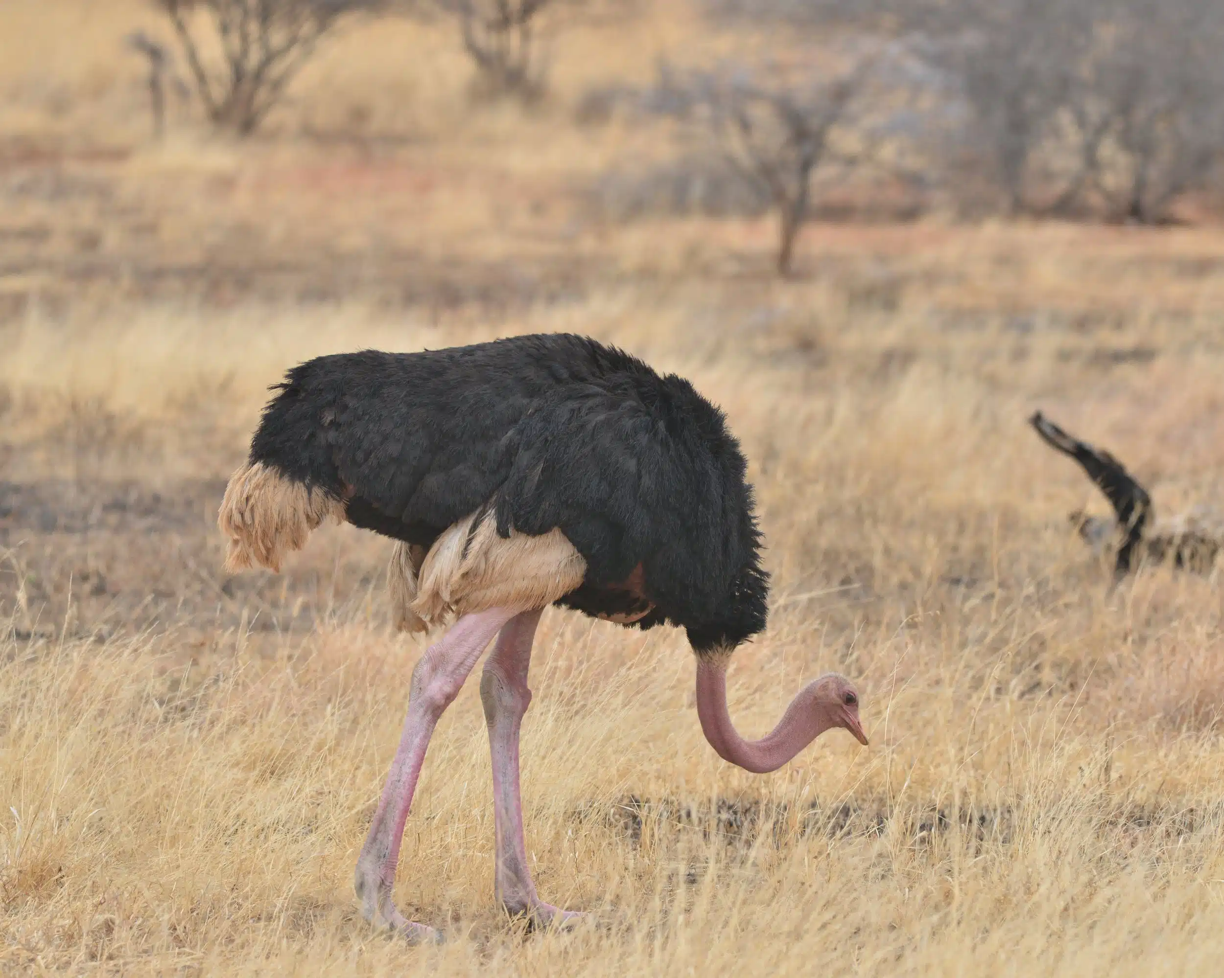 Tarangire National Park04