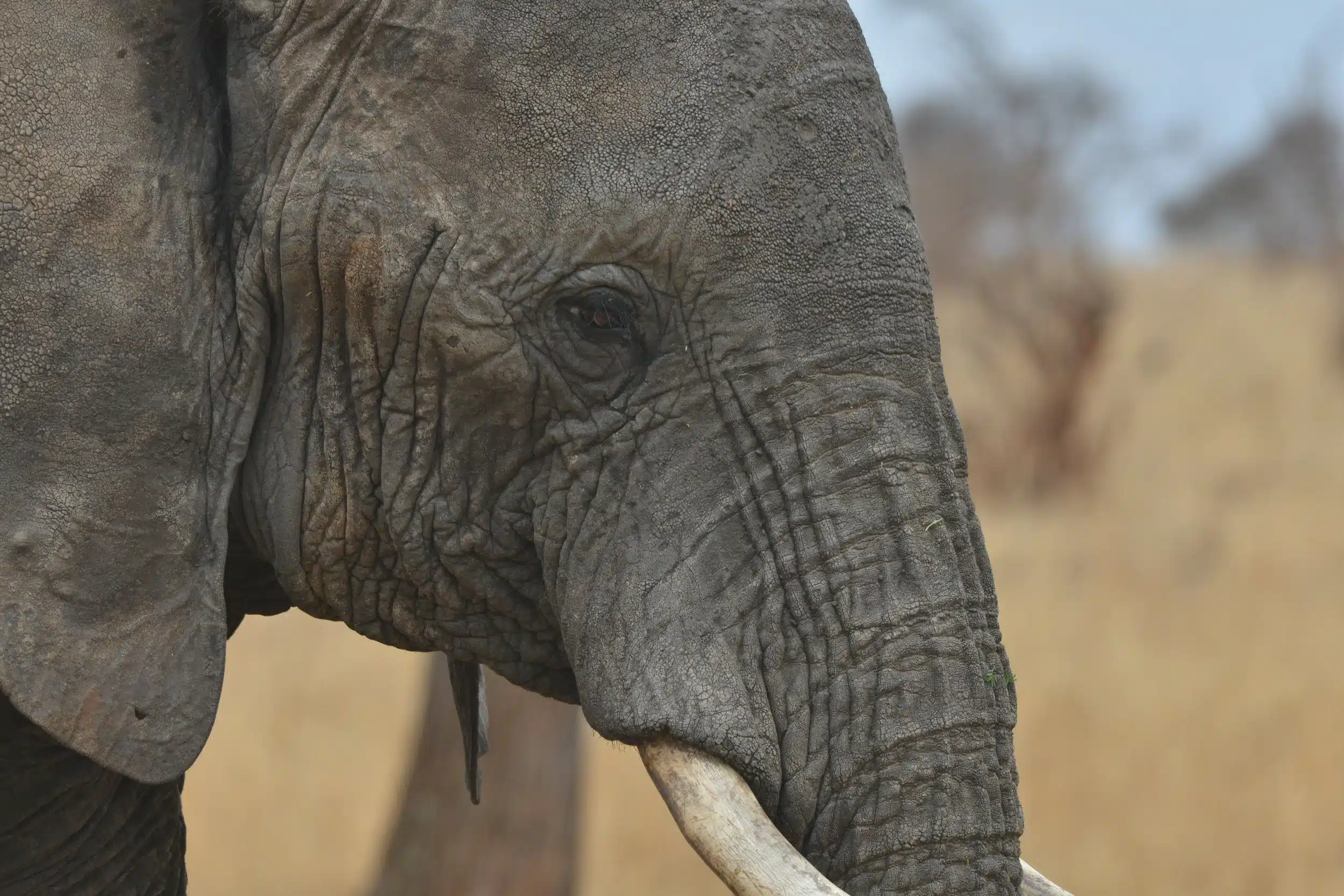 Tarangire National Park05