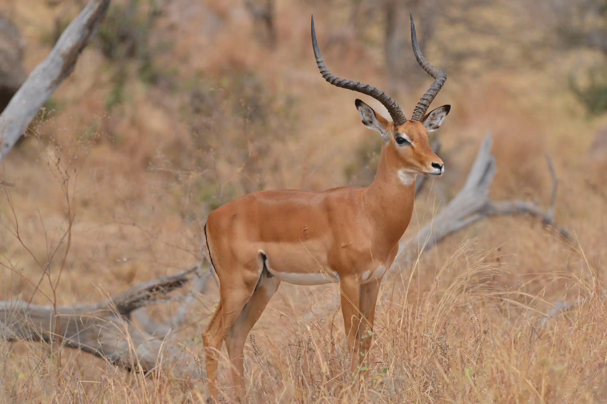 Tarangire National Park06