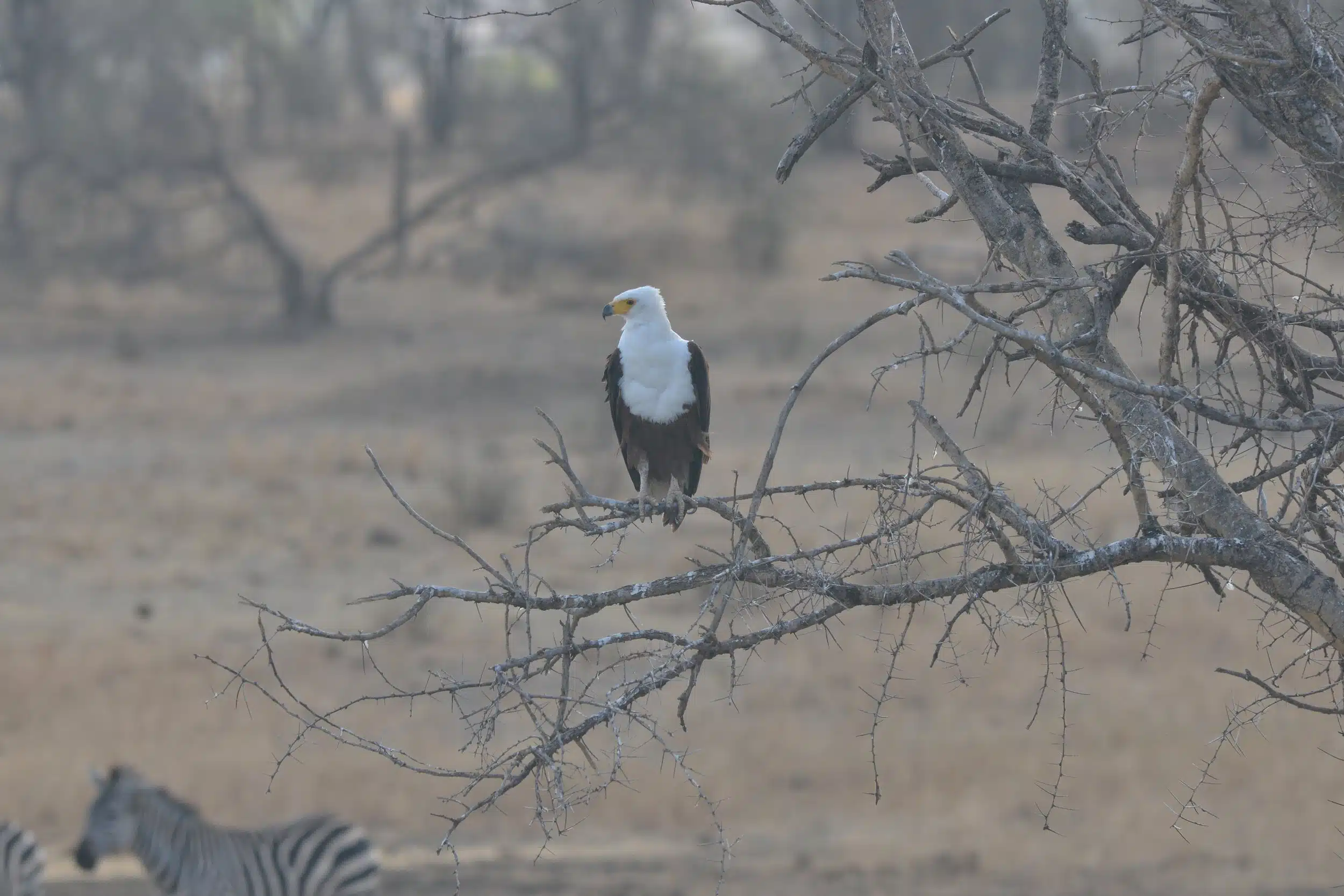 Tarangire National Park09