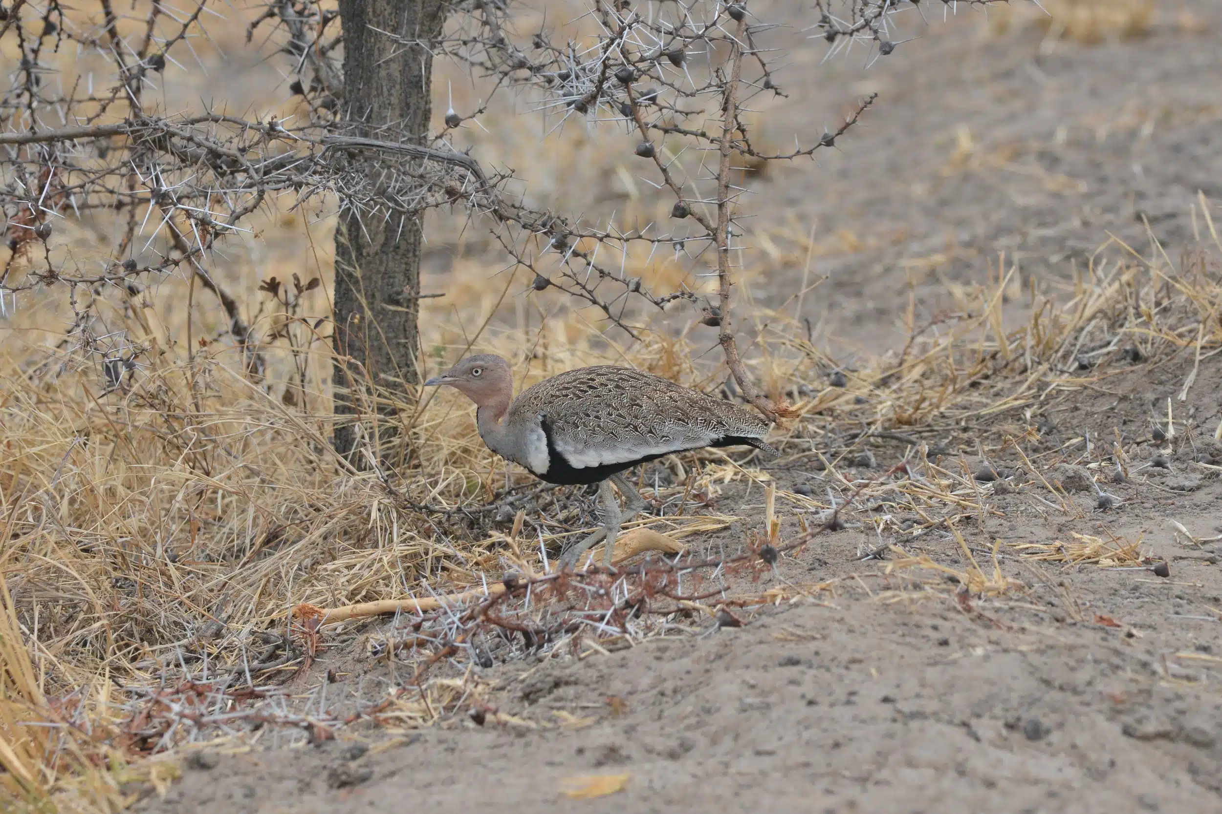 Tarangire National Park10