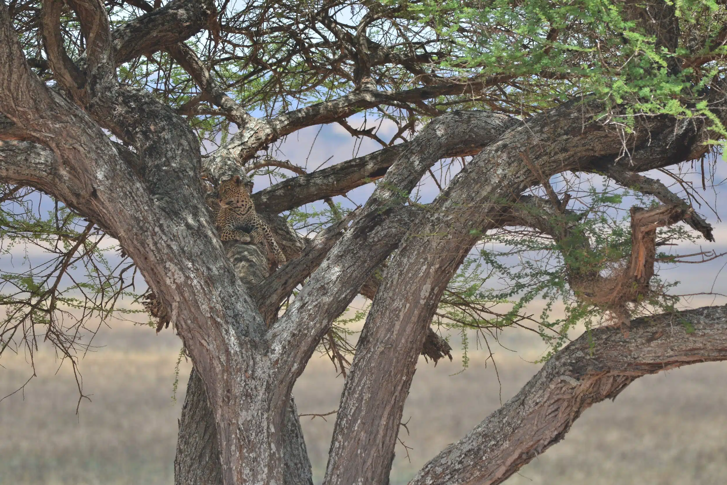Tarangire National Park11