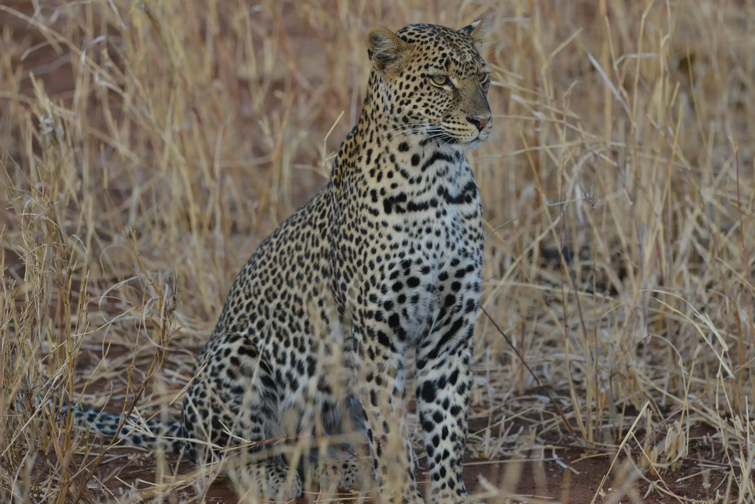 Tarangire National Park12