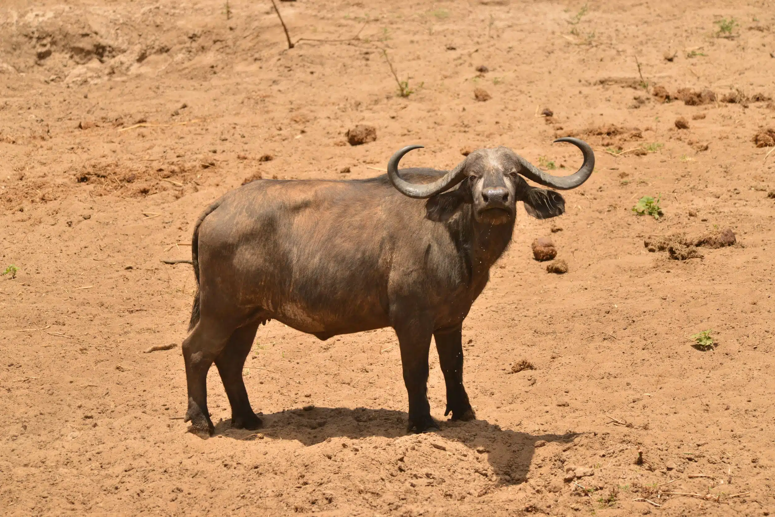 Tarangire National Park13