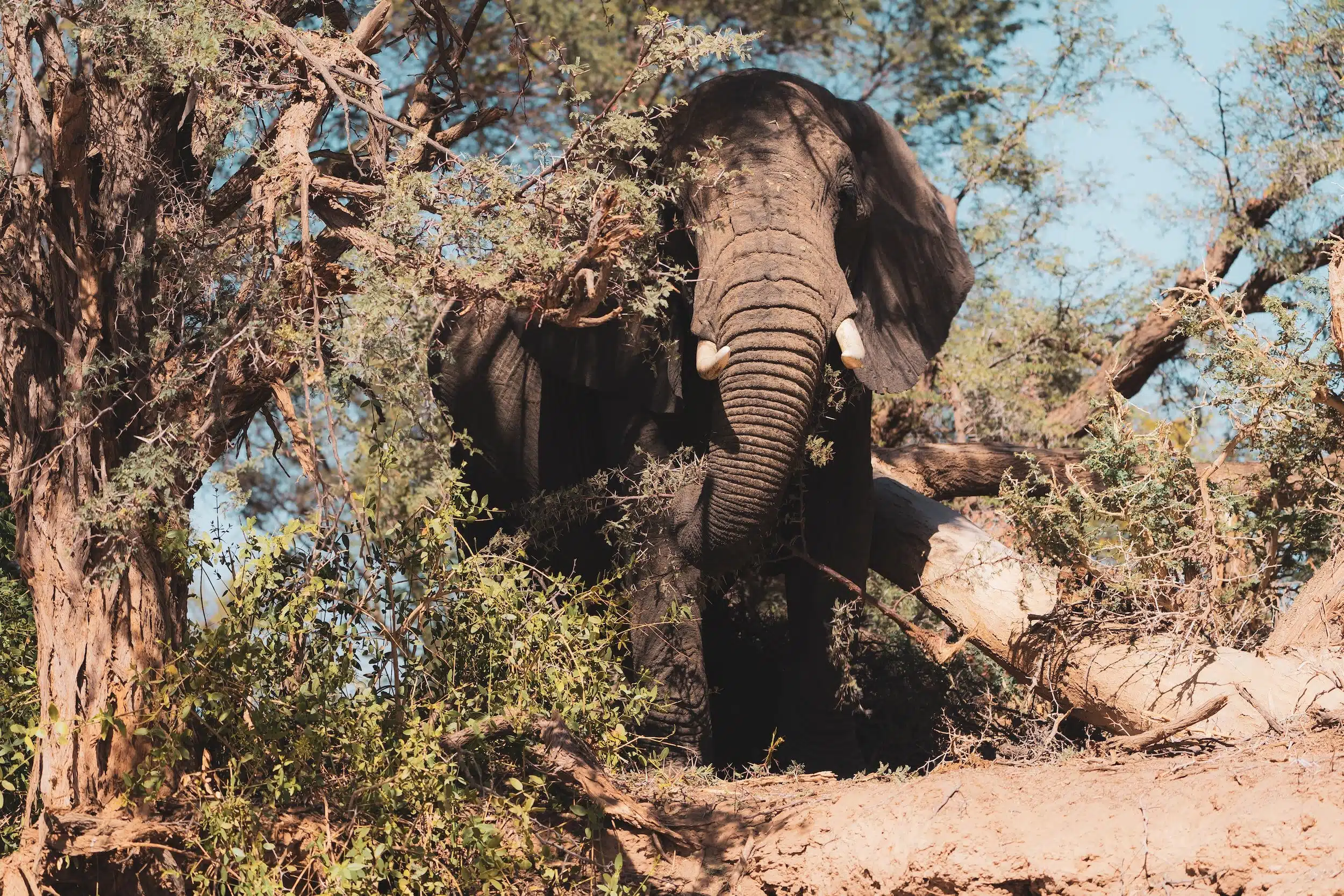Tarangire National Park15