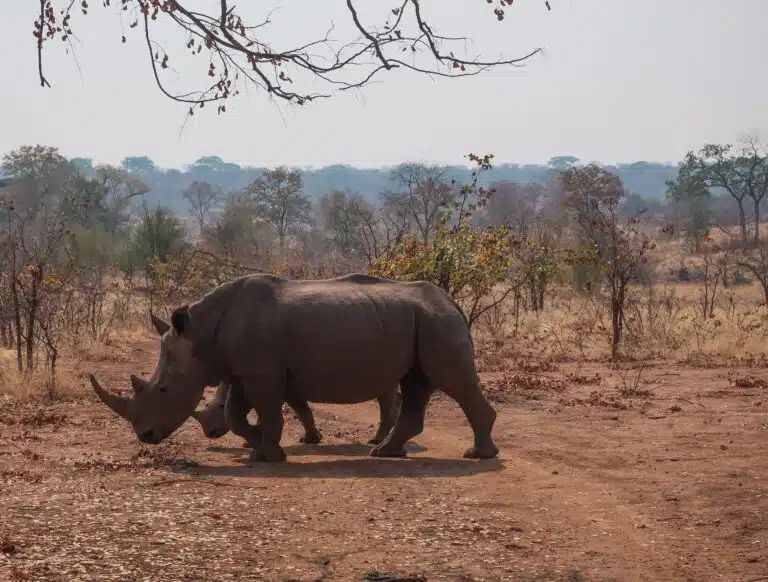 Victoria Falls Tour01