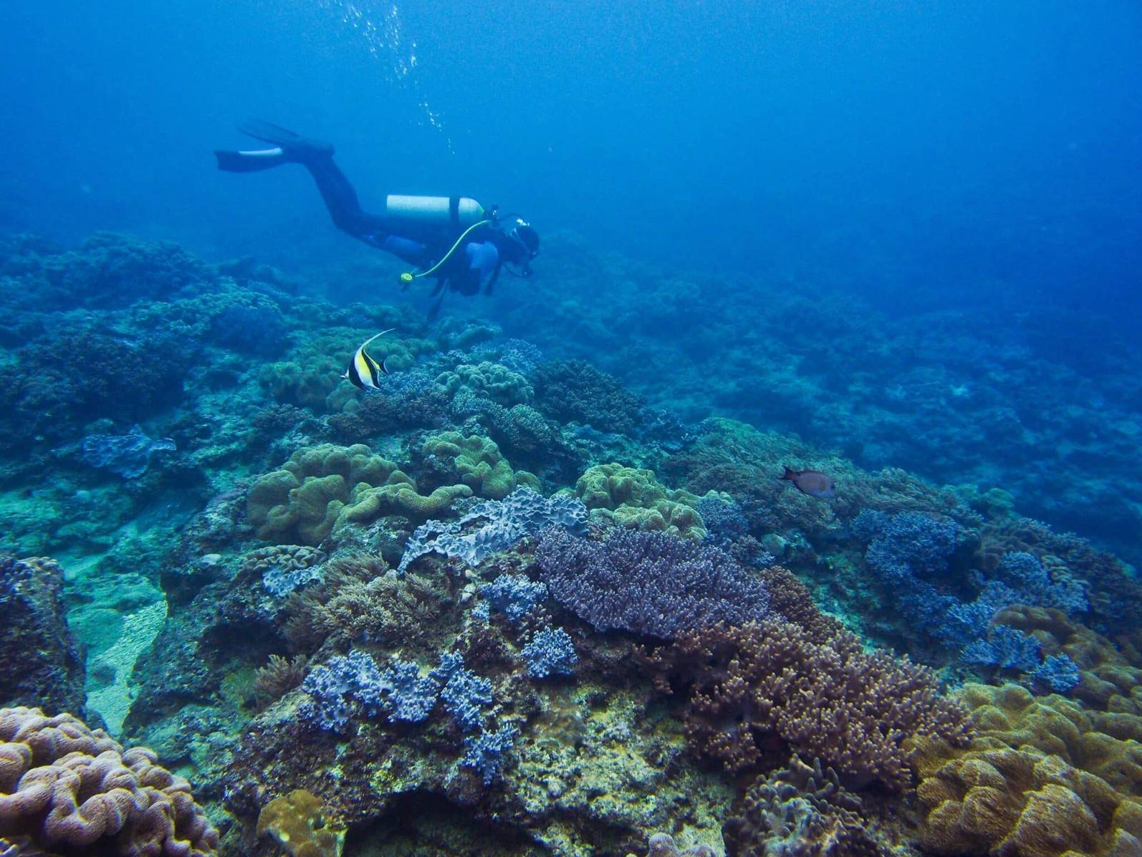 Yonaguni Jima Scuba Diving1