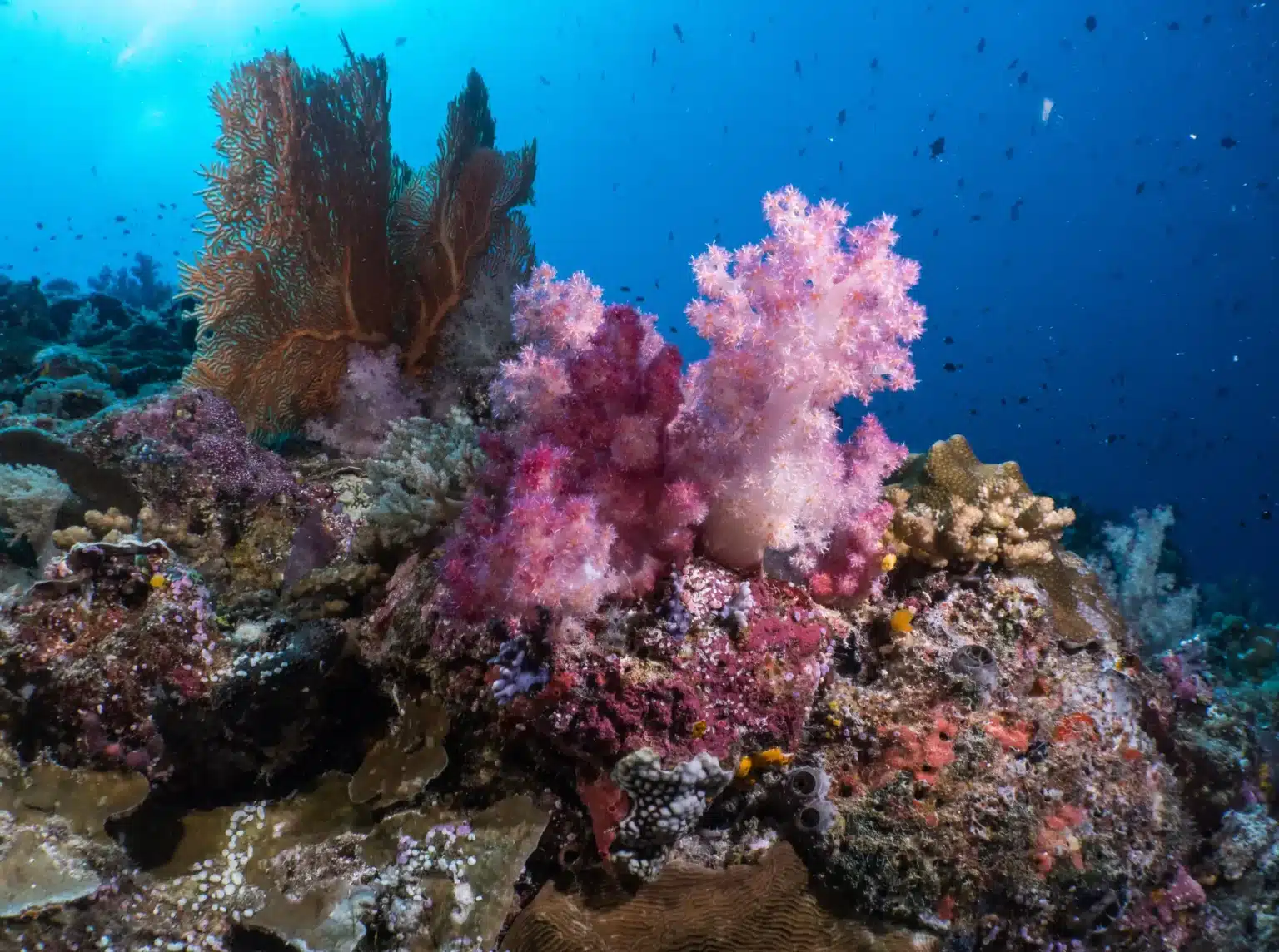 Diving Palau Island
