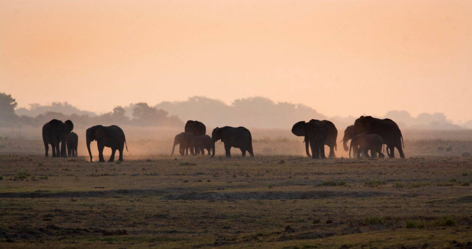 elephantsbotswana