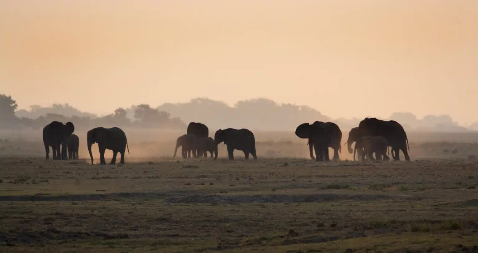 elephantsbotswana