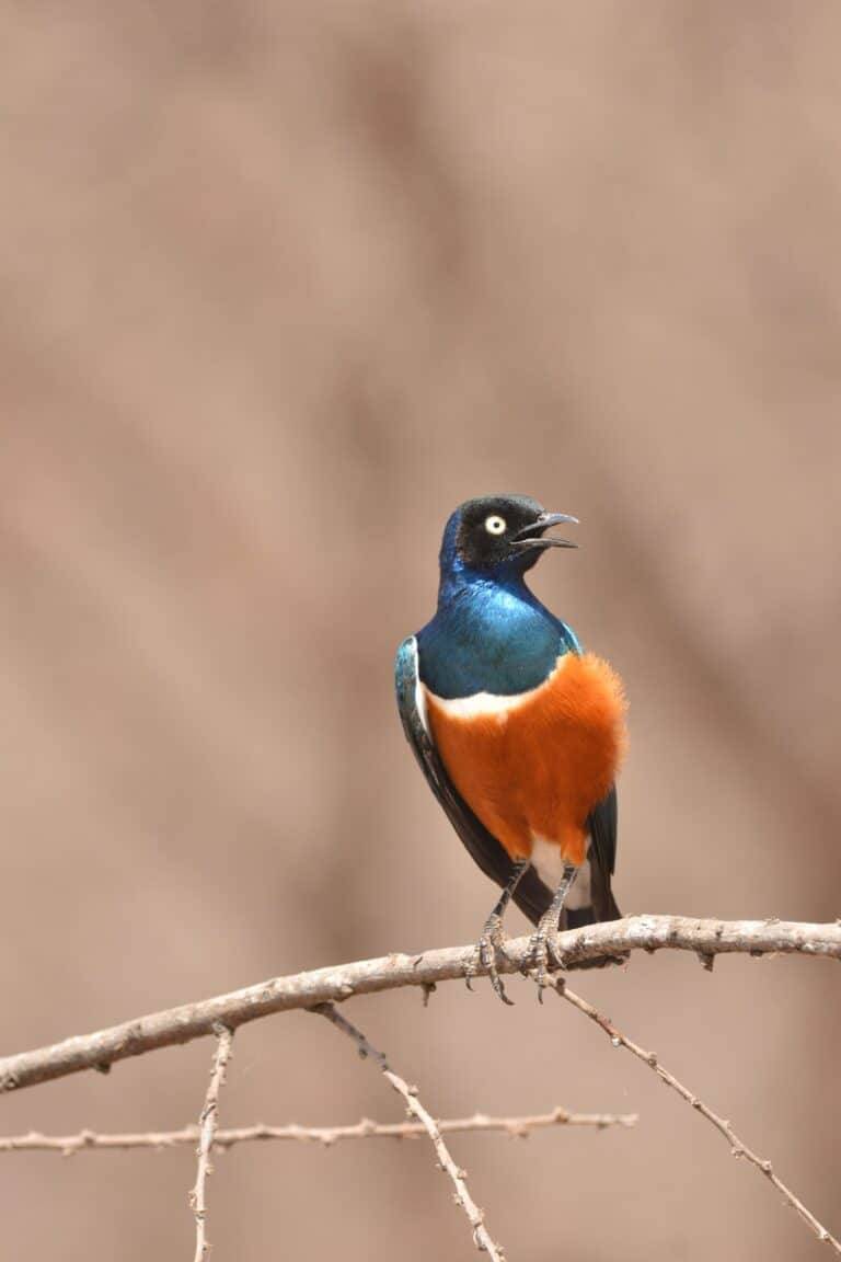 lake manyara national park01