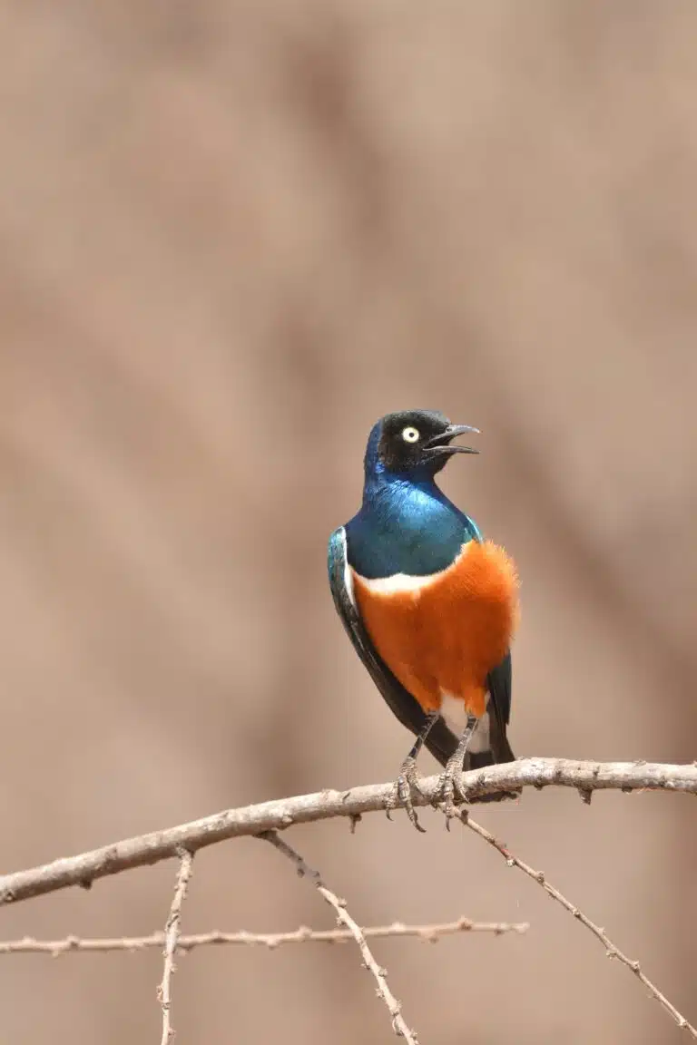 lake manyara national park01