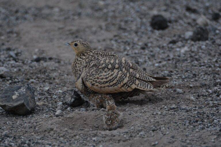 lake manyara national park03
