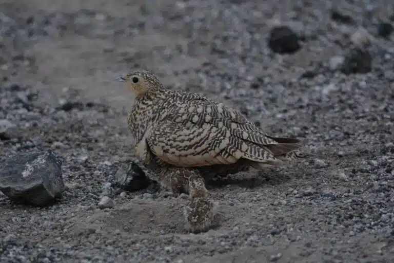 lake manyara national park03