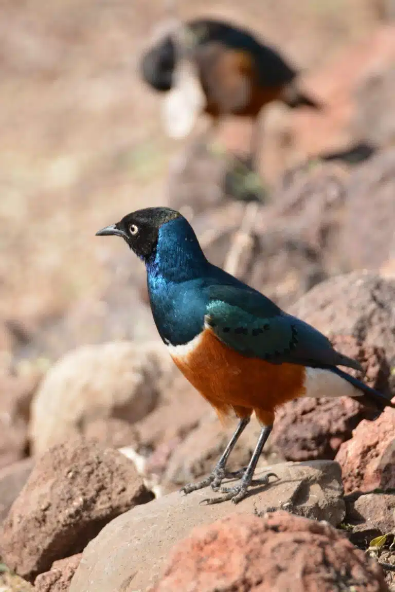 lake manyara national park04