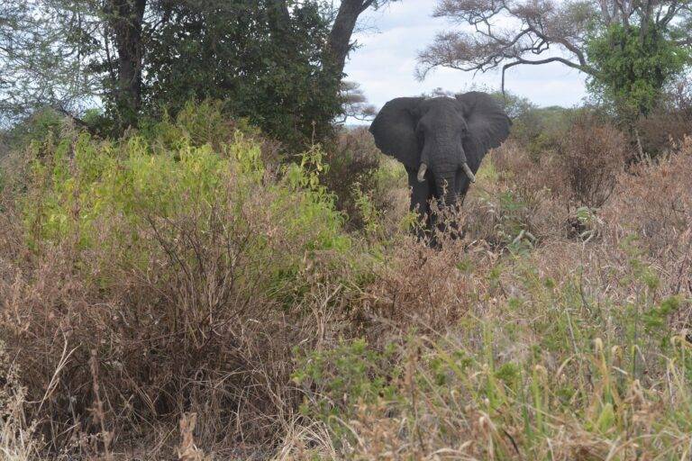 lake manyara national park08