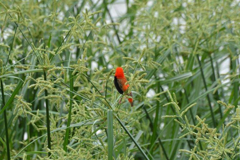 lake manyara national park15