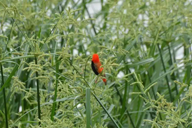 lake manyara national park15