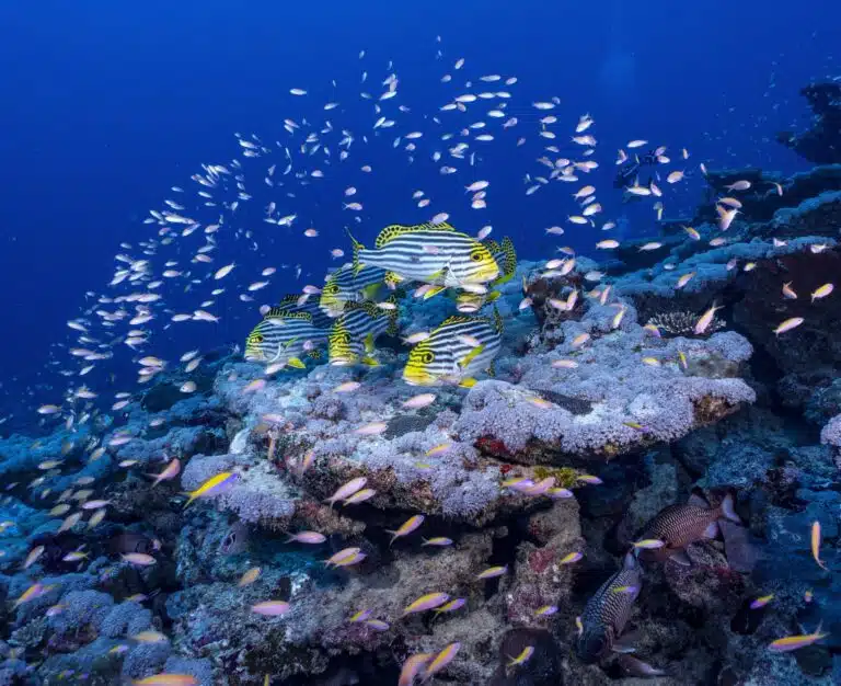 Liveaboard Diving