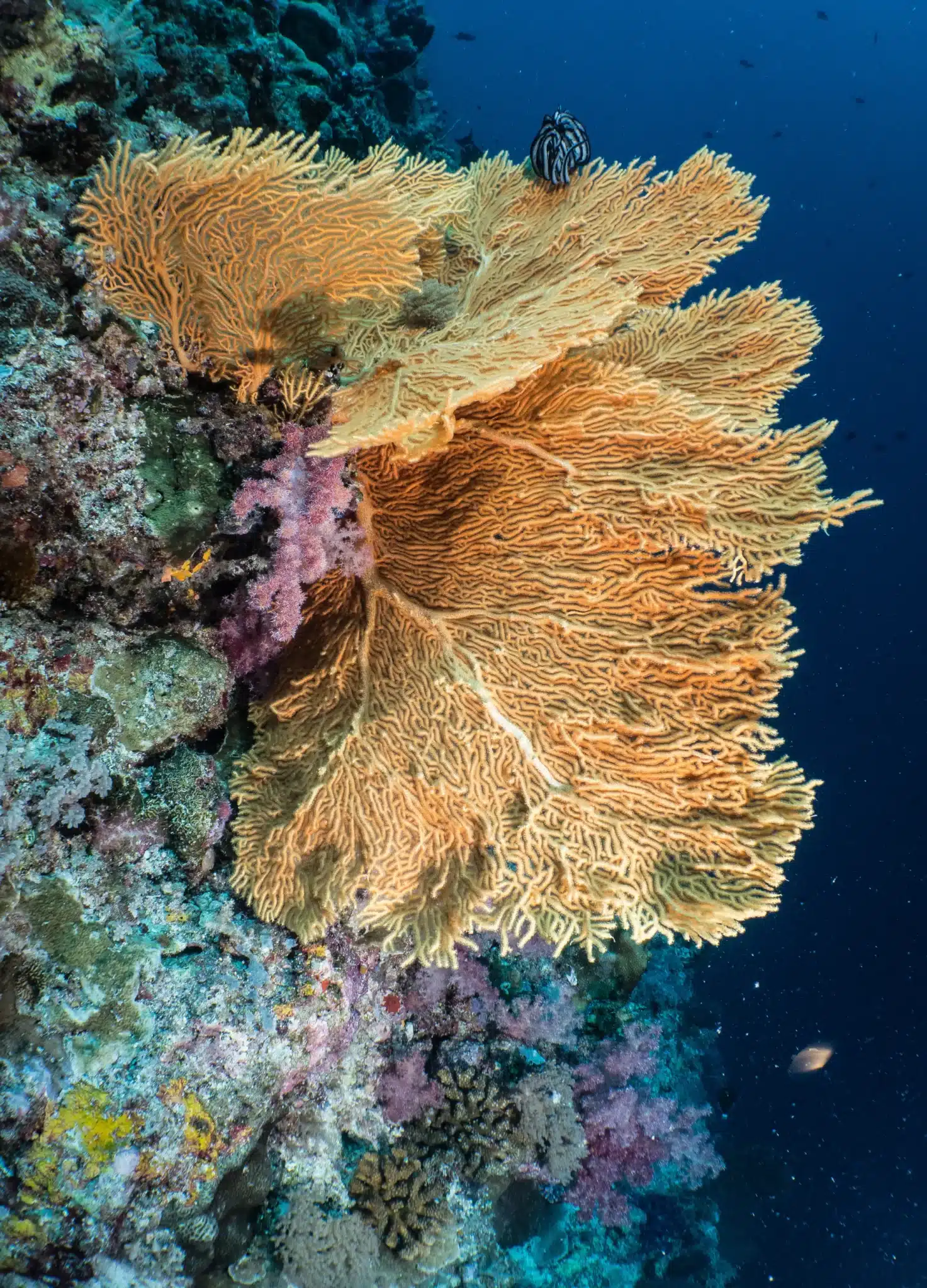 Palau Wreck Dive