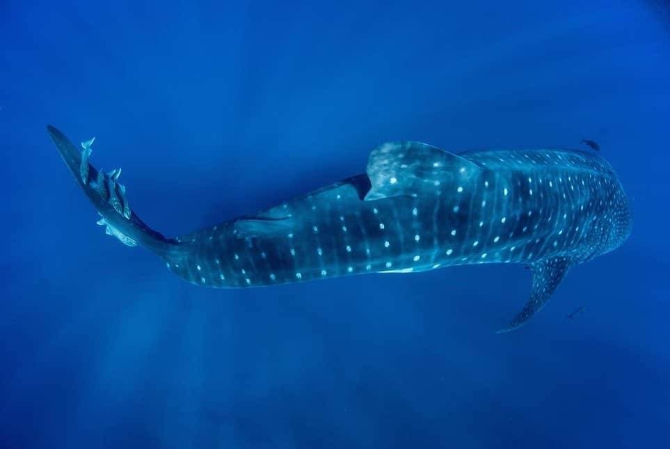 sthelena basking shark aotc