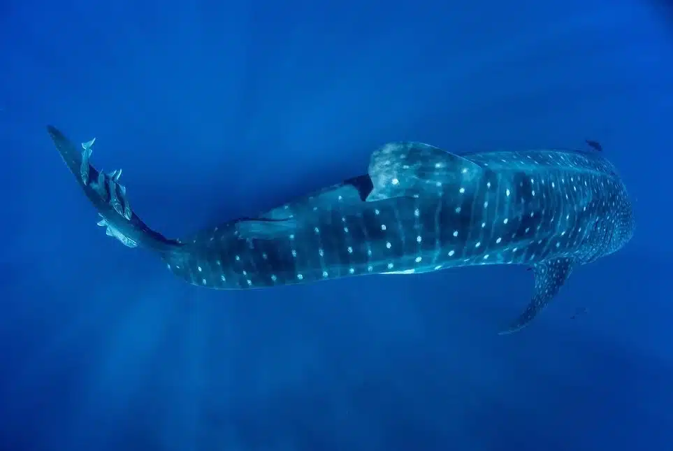 sthelena basking shark aotc