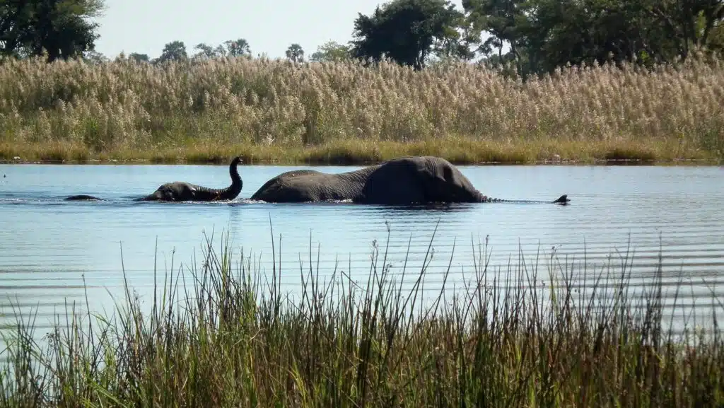 tailor made botswana safari tours05