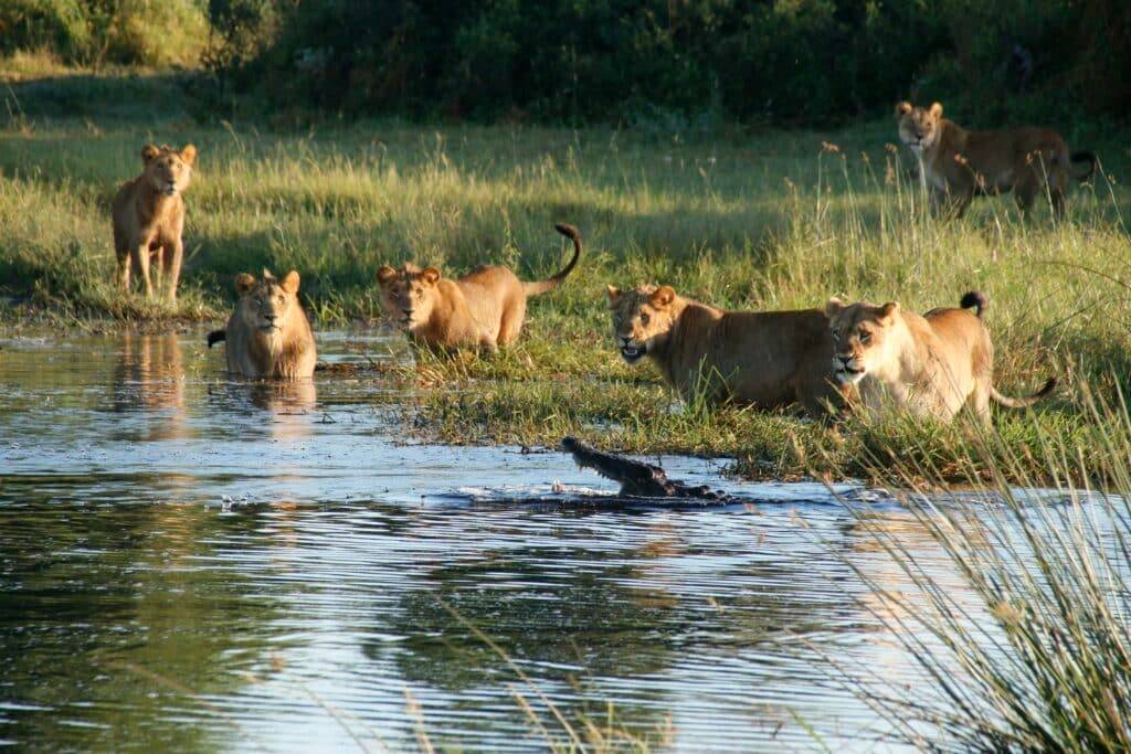 tailor made botswana safari tours09