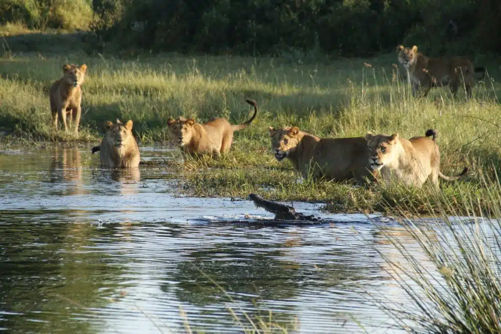 tailor made botswana safari tours09