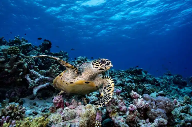 Liveaboard Diving