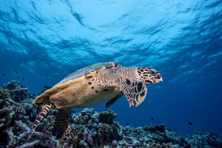 Liveaboard Diving