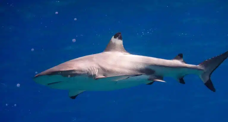 yapshark22of29
