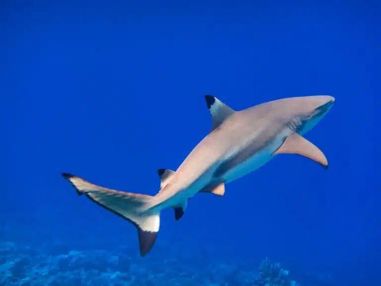 yapshark24of29