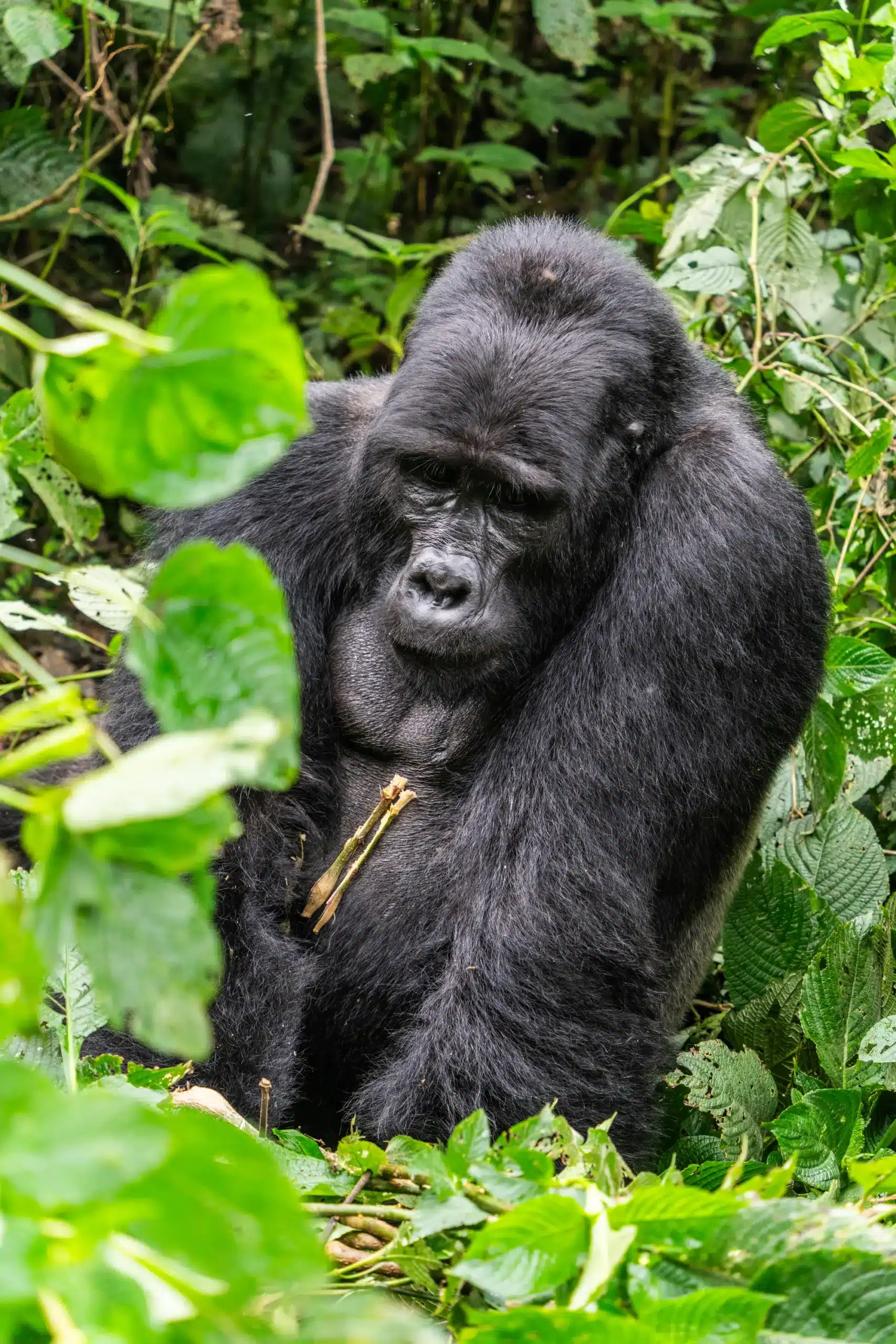 Uganda 57 scaled