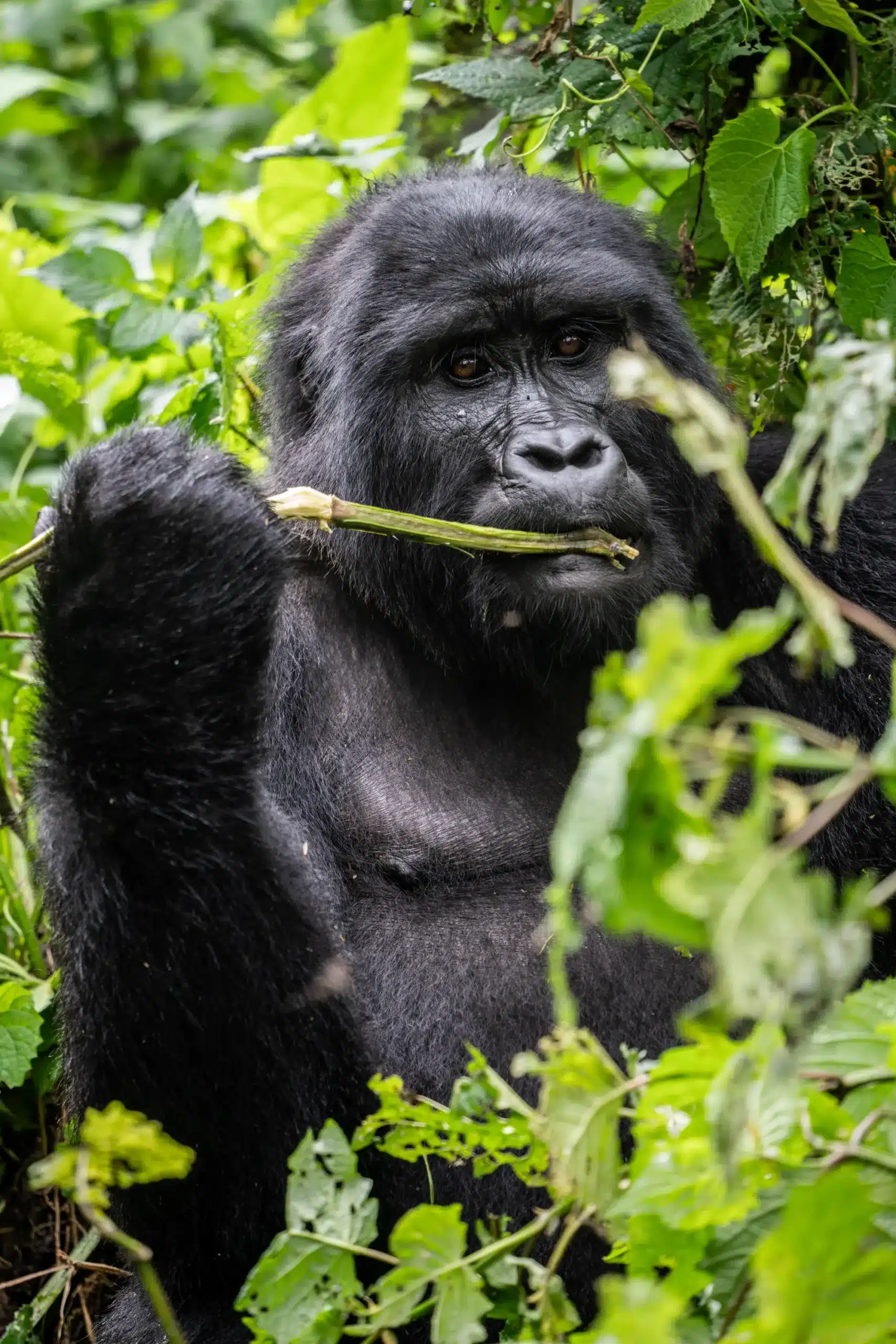 Uganda 84 scaled