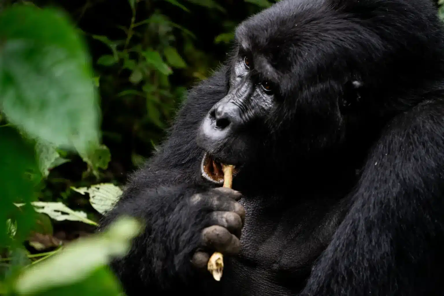 gorilla hike uganda