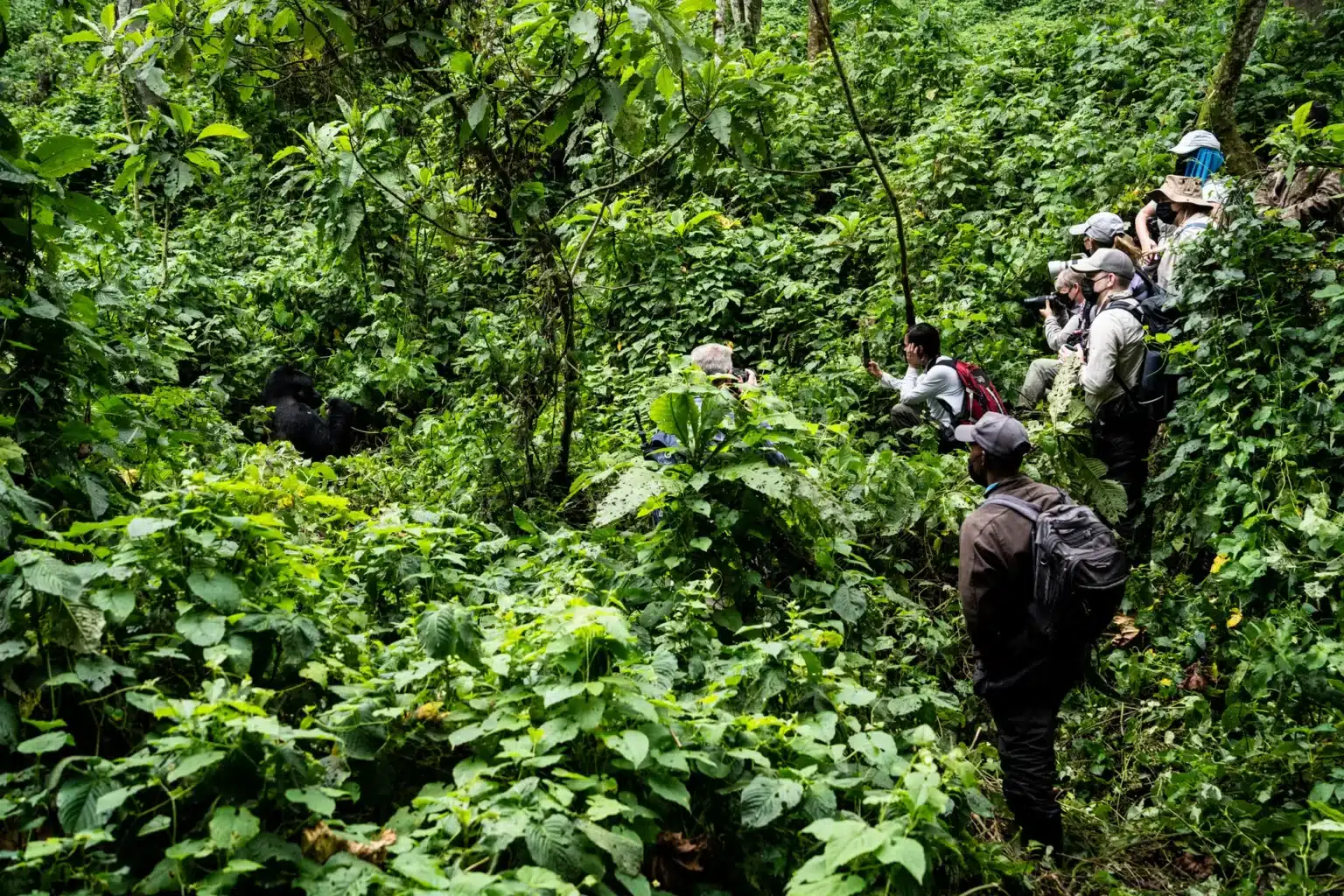 gorilla trekking safaris in uganda