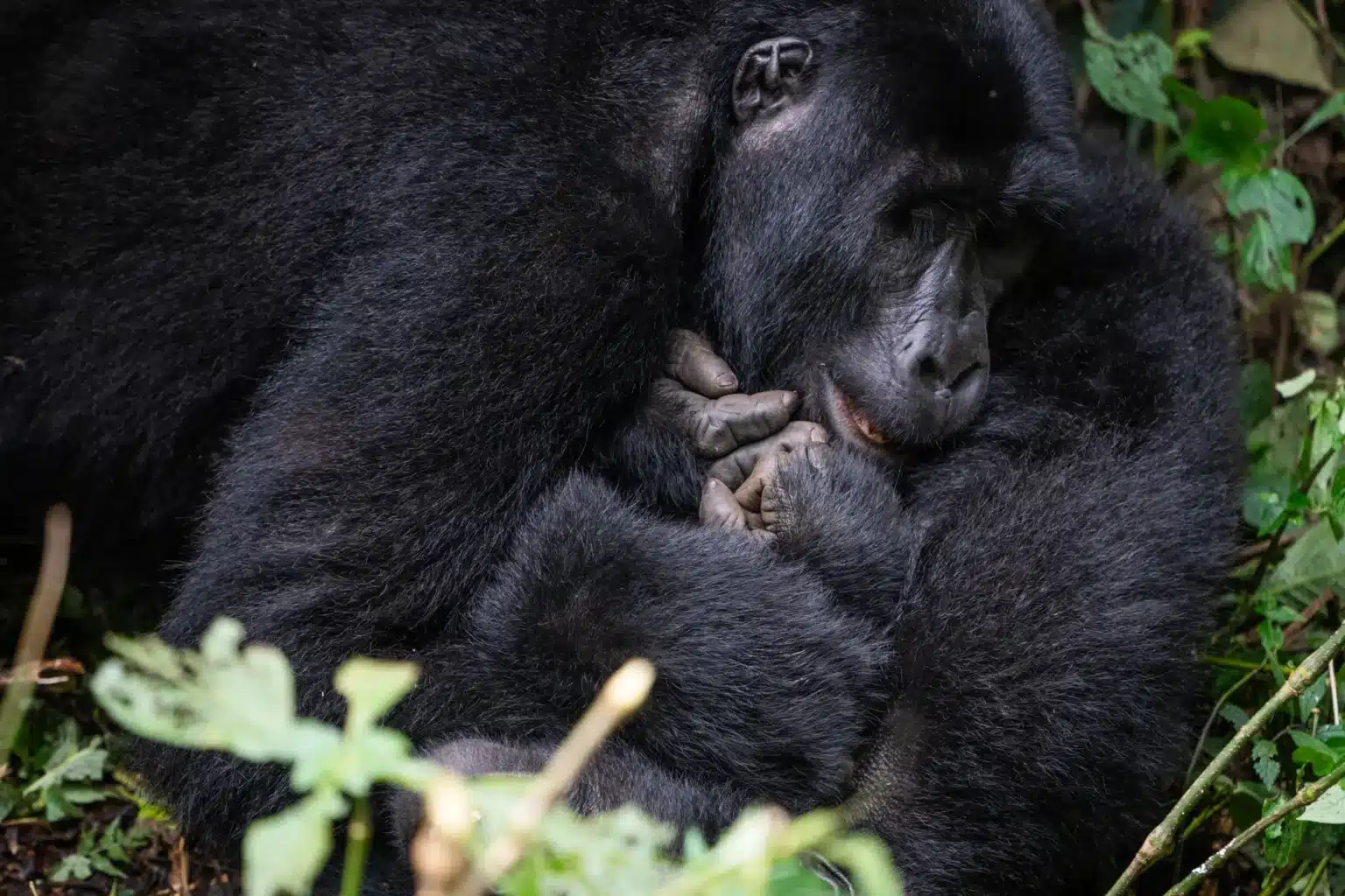 gorilla trekking uganda