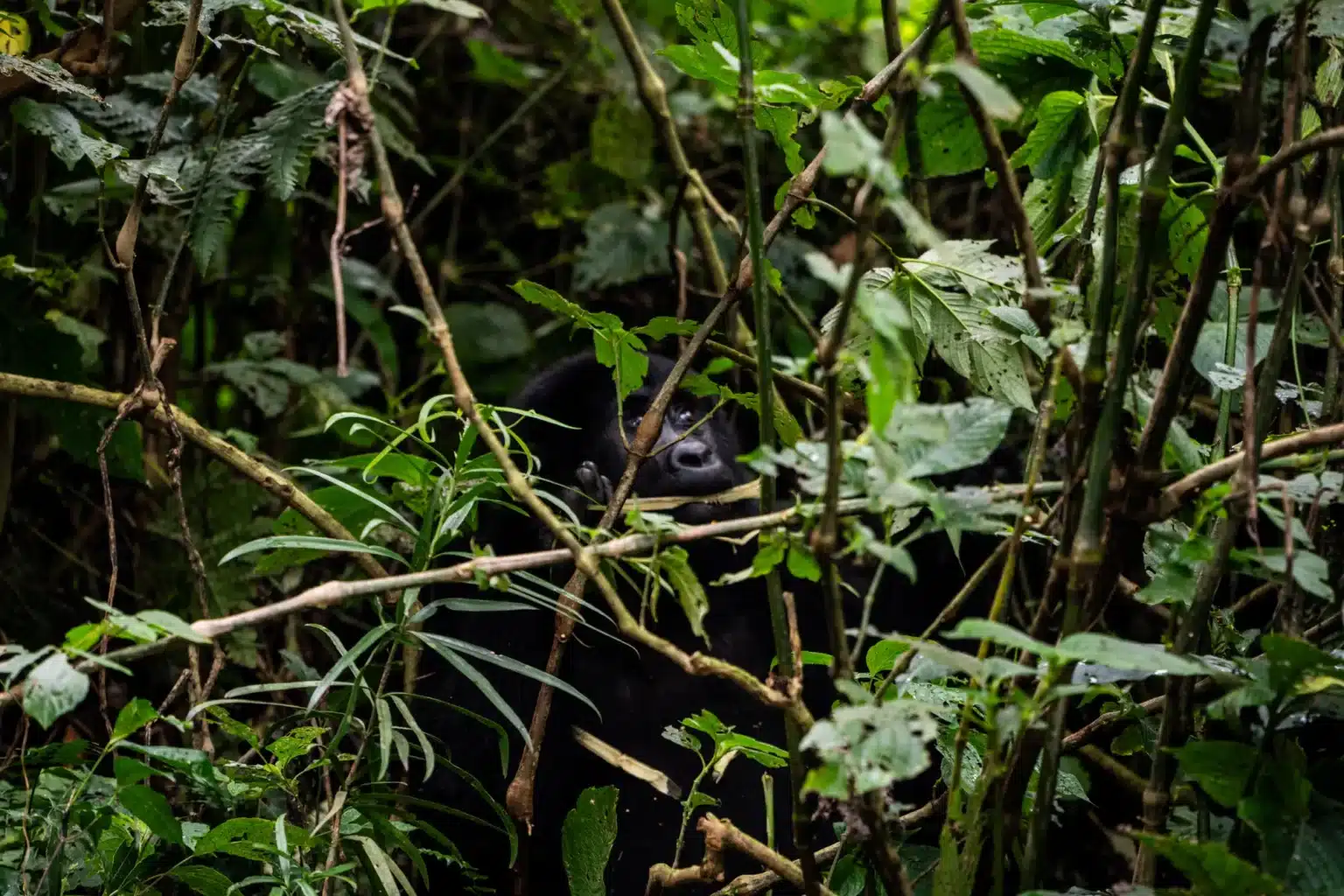 gorilla trekking uganda