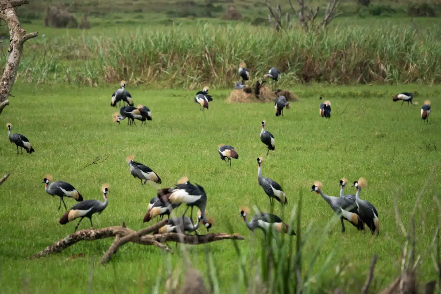 uganda safari holiday